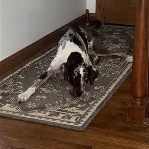 Meet your Posher, Joe